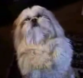 Dog Sneezes on Command